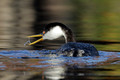 Western grebe