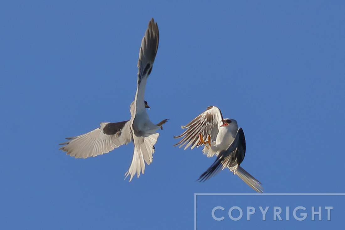 White-tailed Kites fighting