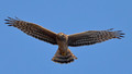 Northern Harrier