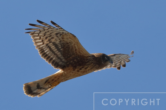 Northern Harrier