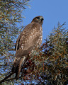 Red-tailed Hawk