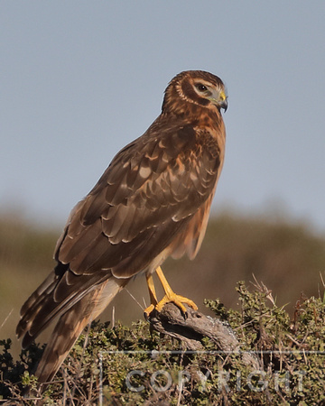 Northern Harrier