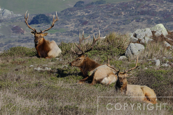 Tule Elk