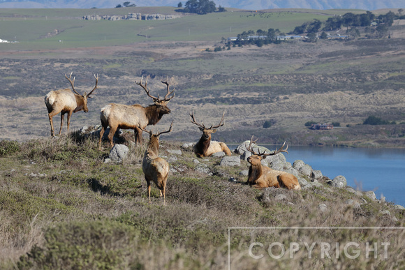 Tule Elk