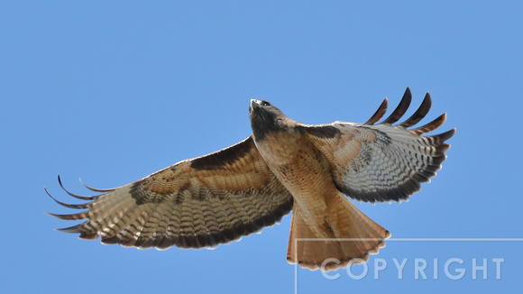 Red-tailed Hawk