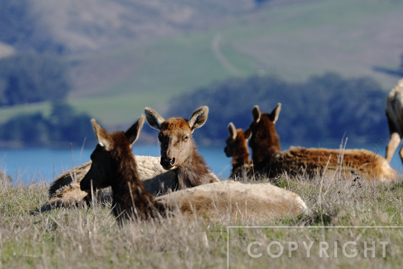 Tule Elk