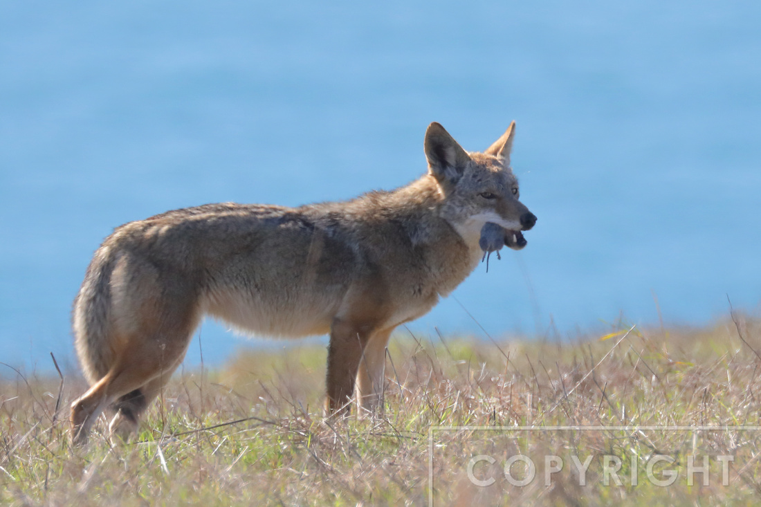 Coyote hunting for voles
