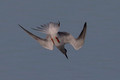 Forster's Tern