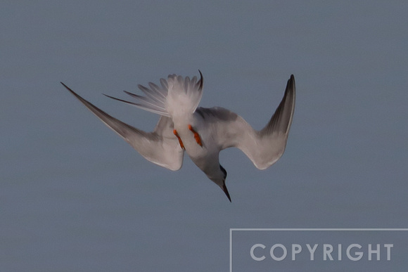 Forster's Tern