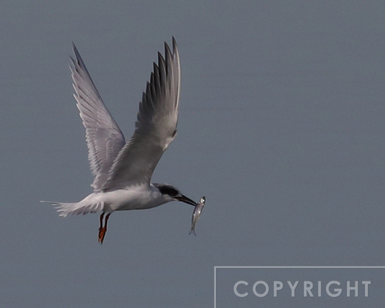 Forster's Tern
