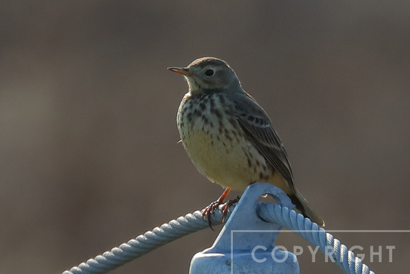 Pipit