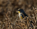 Yellow-rumped Warbler