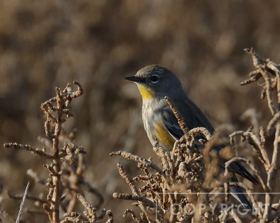 Yellow-rumped Warbler