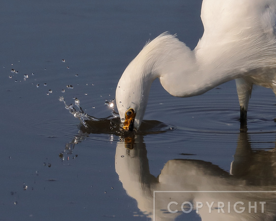 Great Egret