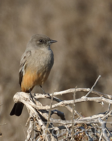 Say's Phoebe