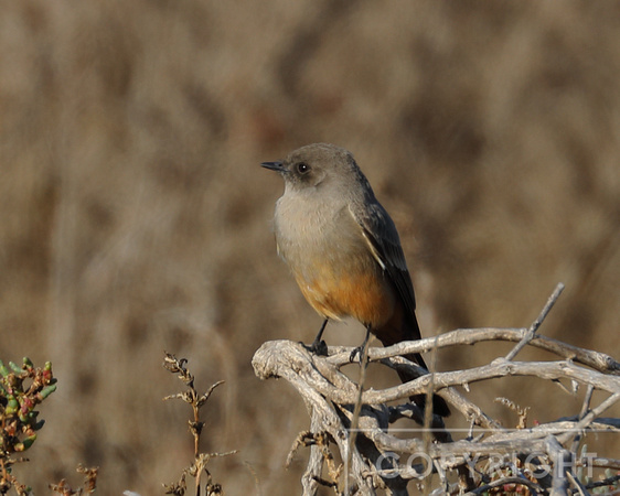 Say's Phoebe