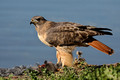 Red-tailed hawk eating a Coot.