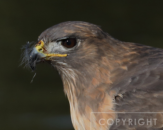 Red-tailed hawk eating a Coot.