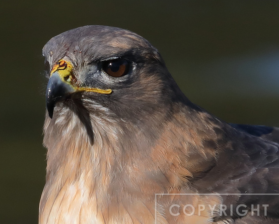 Red-tailed hawk