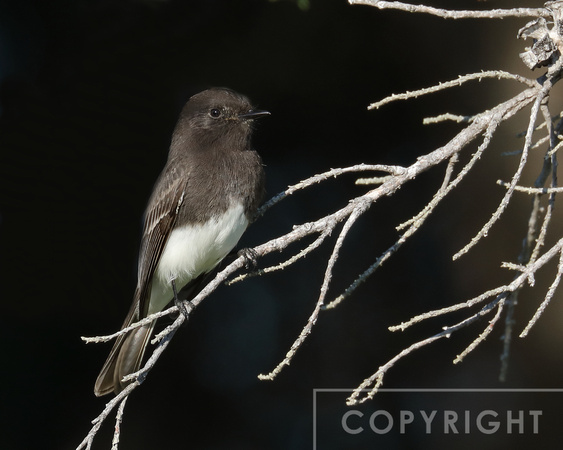 Black Phoebe