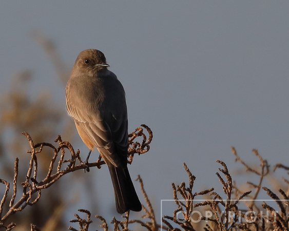 Say's Phoebe