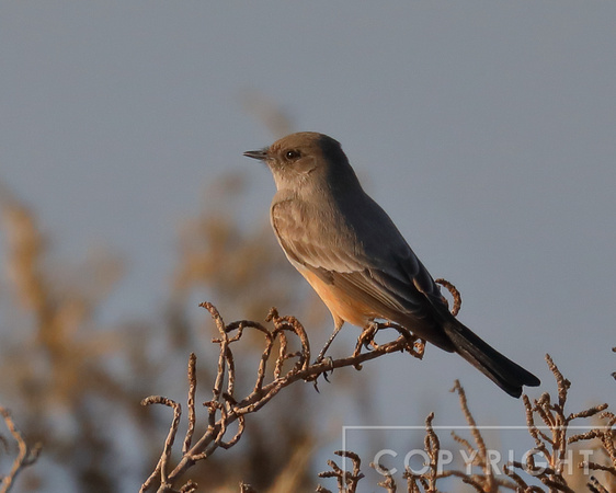 Say's Phoebe