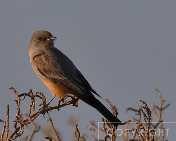 Say's Phoebe