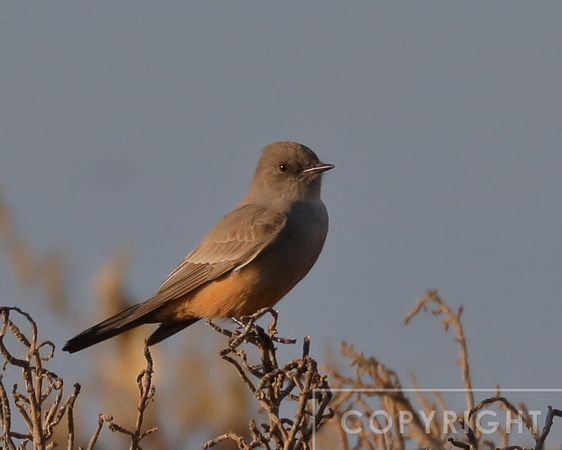 Say's Phoebe