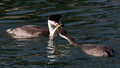 Western Grebe