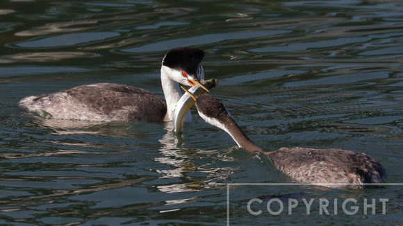 Western Grebe