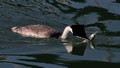 Western Grebe