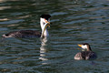 Western Grebe