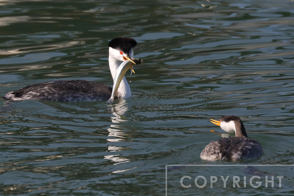 Western Grebe