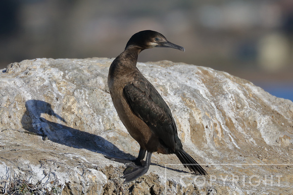 Pelagic Cormorant