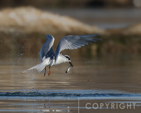 Forster's Tern