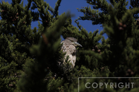 Juvenile Black-crowned Night Heron