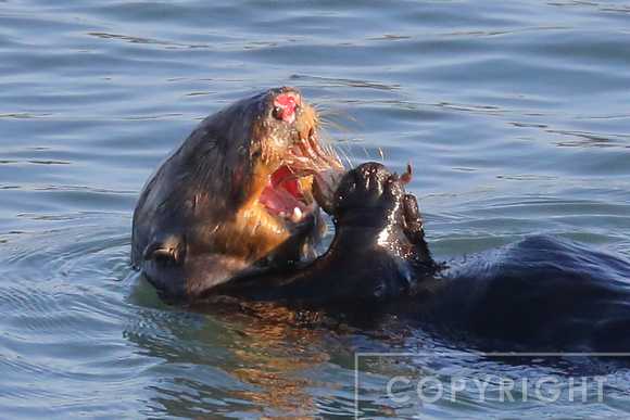 Sea Otter