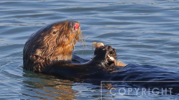 Sea Otter