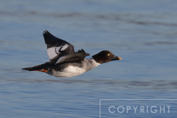 Female Common Goldeneye