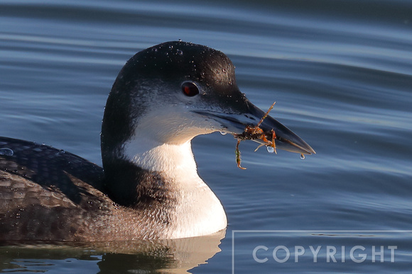 Common Loon eating a crab