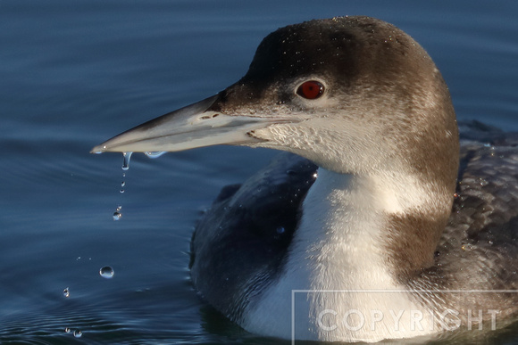 Common Loon