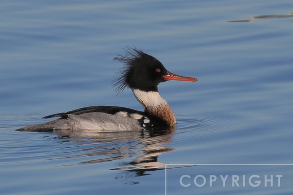 Red-breasted Merganser