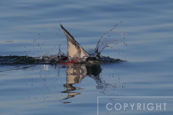 Red-breasted Merganser