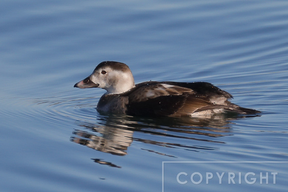 Female Long-tailed Duck