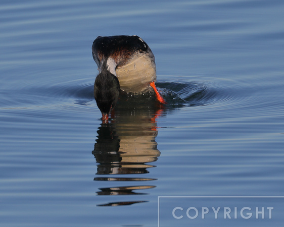 Red-breasted Merganser