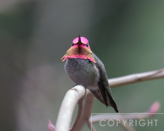 Anna's Hummingbird