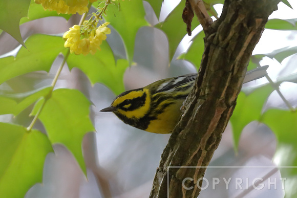 Townsend's Warbler