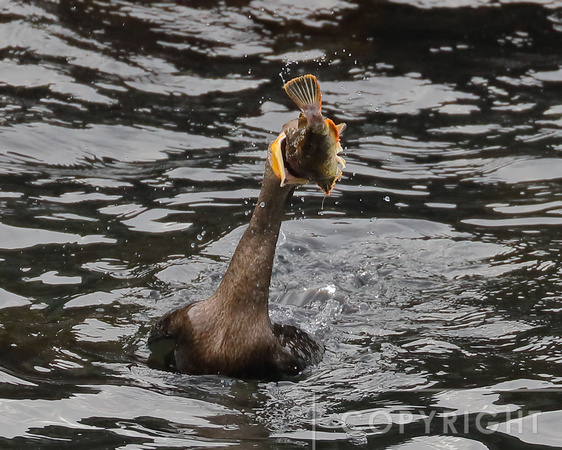 Double-crested Cormorant