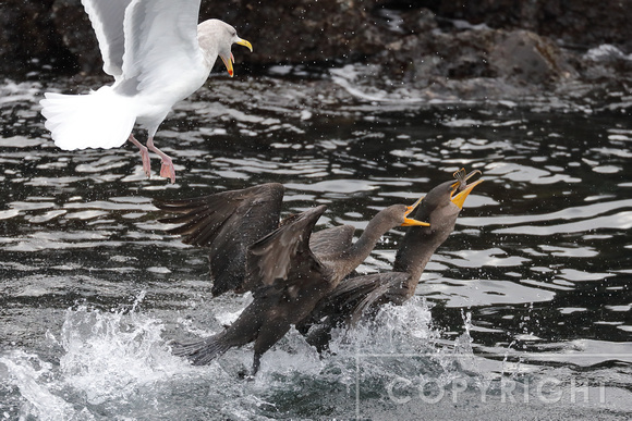 Double-crested Cormorant