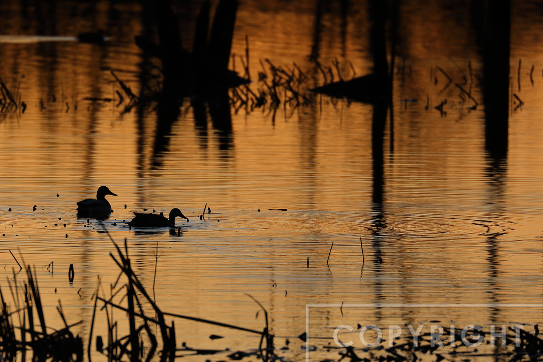 Ducks at sunrise